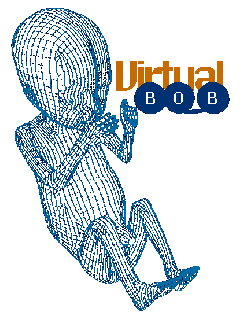Virtual Bob !